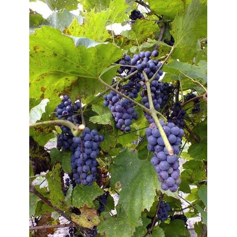 Vigne de l'amour Pot de 3L/4L