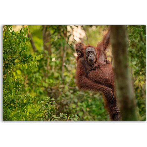 Tableau orang-outan et bébé dans la jungle (1/5)