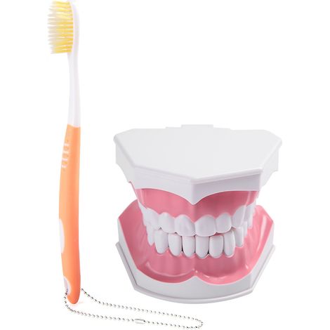 Modèle de dents pour adultes et brosse à dents avec dents amovibles de haute qualité - Modèle pédagogique (1/5)