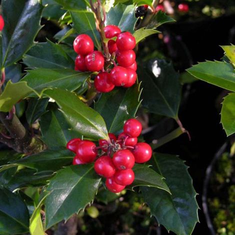 Houx ® - Ilex meserveae 'Heckenfee'  - 40-60 cm pot