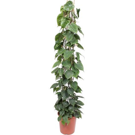Philodendron Scandens Plante Verte Grimpante sur Treillis Vert 160 cm Pot ø27 cm - PANGIVO