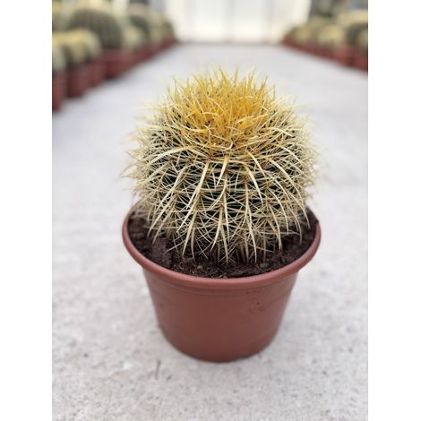 ECHINOCACTUS GRUSONII COUPE 20