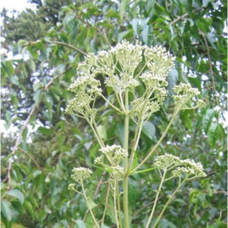 4 x Eupatoire maculée  - Eupatorium maculatum 'Album'  - godet