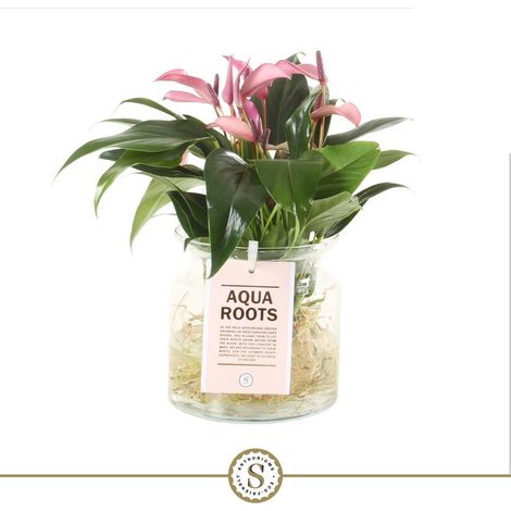 Anthurium Aqua Roots avec Vase en Verre Plante d'Intérieur Hydroponique H35 x L17 cm - PANGIVO (1/2)
