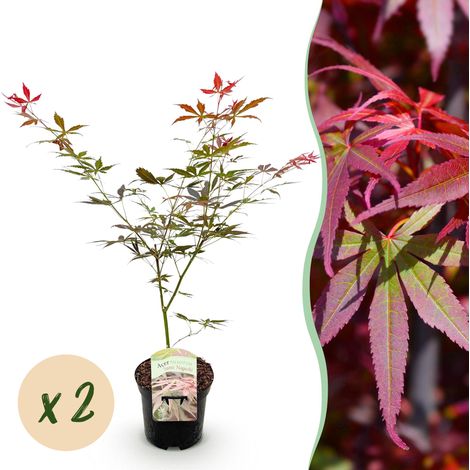 Lot de 2 Érables Japonais Acer palmatum Sumi-nagashi, Feuillage Rouge Violet, Pot 19cm, Hauteur 70cm - PANGIVO (1/5)