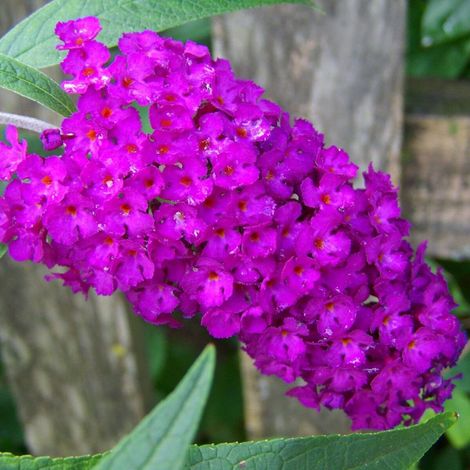 Arbre aux papillons nain Nanho Purple, Buddleia/Pot de 7,5L - 40/60 cm (1/2)