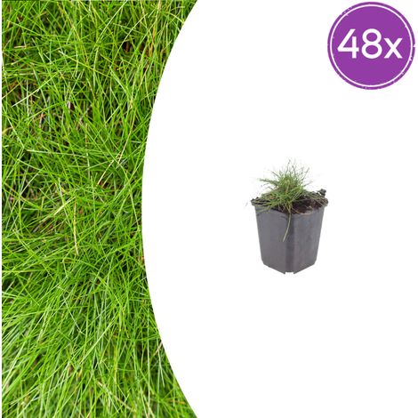 Lot de 48 Fétuques Festuca gautieri, Graminée Ornementale Couvre-sol, Vert Persistant, Ø9cm - PANGIVO (1/5)