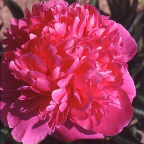 Pivoine herbacée Mariette Vallée/Pot de 2L (1/5)