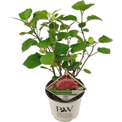 Hydrangea arborescens 'Pink Annabelle' plante d’intérieur floraison rose pot 19 cm hauteur 30 cm - PANGIVO (1/5)