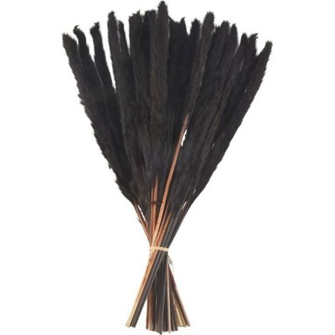 30 Tiges Herbe De Pampa Noire Naturelles Séchées 43 Cm Décoration Intérieure (1/4)