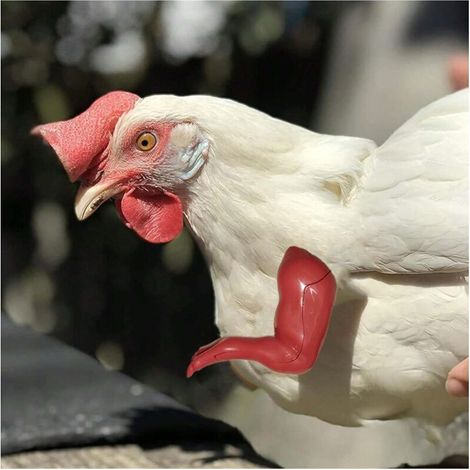 3 paires d'ornements de bras de poulet. Ornements de pattes avant de poulet. Parodie d'animal de compagnie dinosaure pour Chicken Arms (noir).