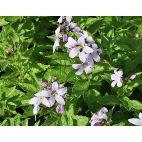 6 x Campanula lact. 'Loddon Anna' - Campanule à feuilles de Celtis, en pot de 9 x 9 cm