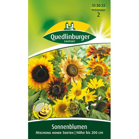 Quedlinburger Saatgut – Tournesol, mélange de variétés hautes – Graines de fleurs, hauteur env. 200 cm, environ 30 plants (1/2)