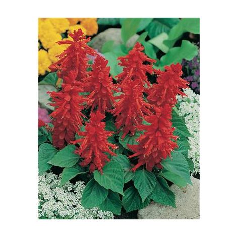 SAUGE SPLENDENS PETIT TANGO - 0.5 G