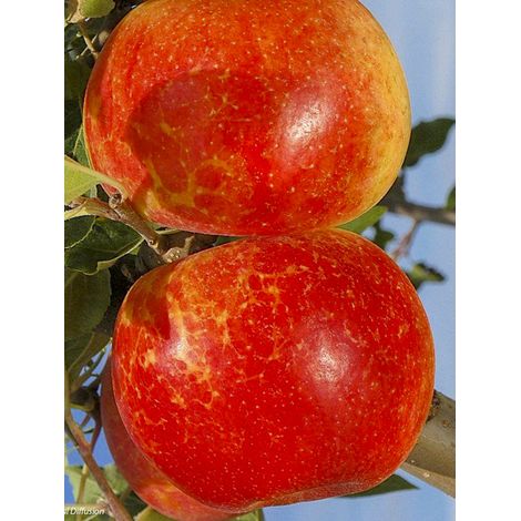 Pommier 'Antares' Pot de 7,5L/10L, Gobelet (1/2)