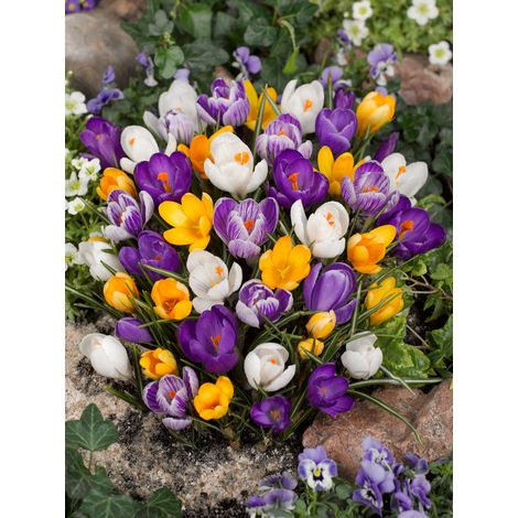 bulbi di CROCUS GRANDIFLORA MIXED 8/9