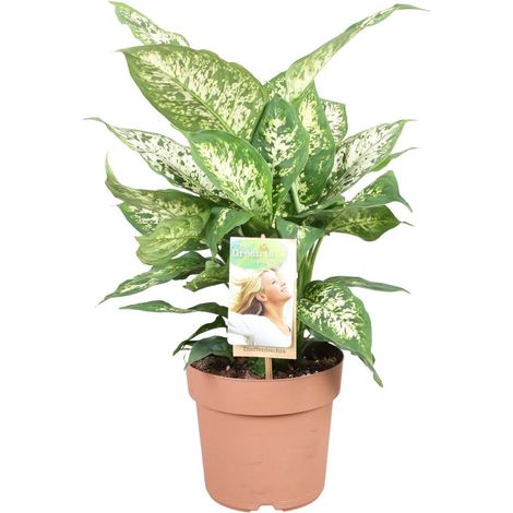 Dieffenbachia Compacta Plante d’Intérieur Feuillage Décoratif Vert Pot 17 cm Hauteur 45 cm - PANGIVO (1/4)