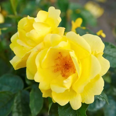 Gardenaria Rosa 'Lemon Fizz' - Rosa da giardino - Altezza: 30/40 cm (vaso19) (1/5)
