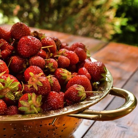 Plant de fraisier Mara des Bois/Barquette de 6 godets (1/3)