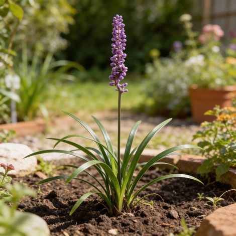 Liriope muscari Moneymaker 20cm Godet 9cm - Liriope (1/4)