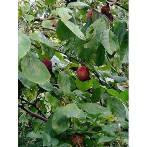 Prunier 'Victoria' Pot de 7,5L/10L, Gobelet