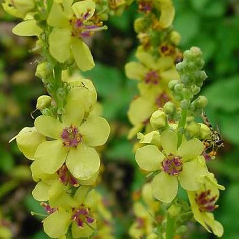 4 x Molène noire  - Verbascum nigrum 'Album'  - godet 9x9 cm