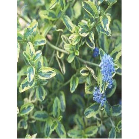 Céanothe, Lilas de Californie 'El Dorado' Pot de 2L/3L (1/2)