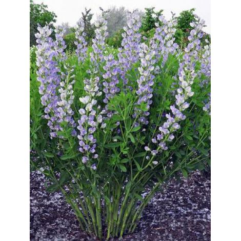 Podalyre 'Starlight Prairieblues' Godet de 8/9 cm (1/4)