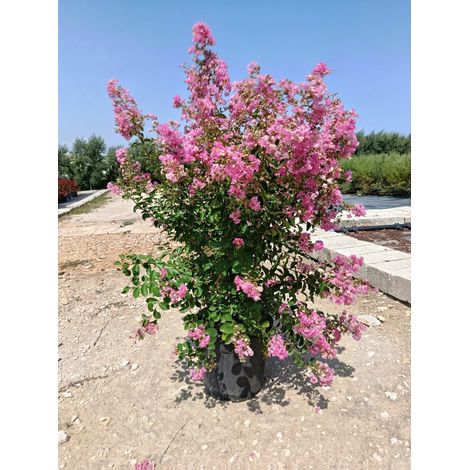 LAGERSTROEMIA INDICA CESP.40 GABY ROSE