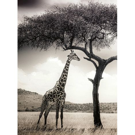 Papier peint panoramique nature girafe Afrique | Tapisserie panoramique animaux sauvages et arbre | Papier peint panoramique noir et blanc - 192 X 260 cm (4 pièces) (1/2)