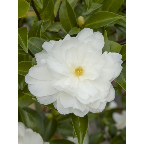 Camélia d'automne 'Waterfall White' Pot de 4L/5L (1/2)