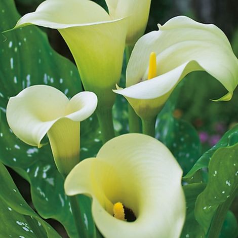 ARUM BLANC - 1 BULBE - 0,80 m à 1,00 m - ARUM BLANC - 1 BULBE - 0,80 m à 1,00 m