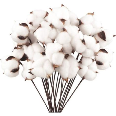 Fleurs séchées - Nature - 20 pcs - Coton naturel - Décoration intérieure - Style campagne Blanc blanc FLEUR-PLANTE ARTIFICIELLE (1/4)