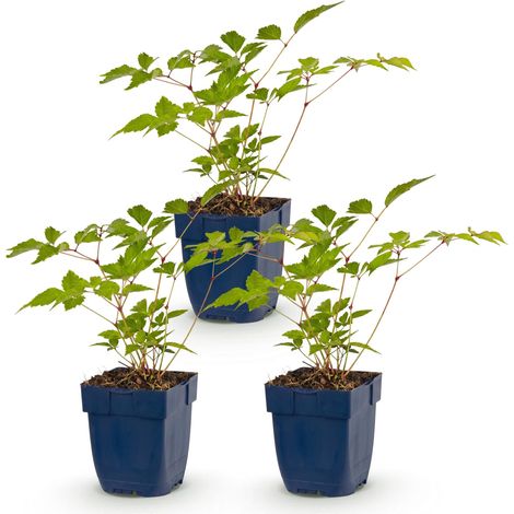 Astilbe Europa Rose Plante Vivace d'Ombre Spirée à Plumes Lot de 3 Pots Ø 11 cm - PANGIVO (1/5)