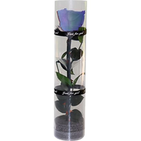 Une véritable rose préservée, rose éternelle, rose durable, rose à floraison éternelle (1/5)