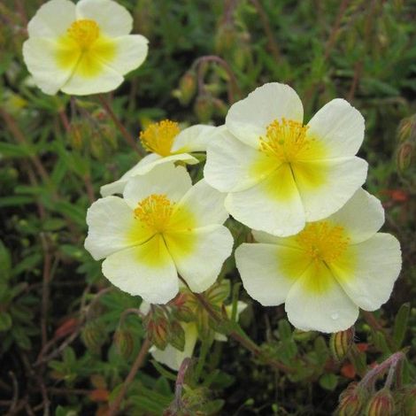4 x Hélianthème  - Helianthemum 'Elfenbeinglanz'  - godet 9x9 cm (1/5)