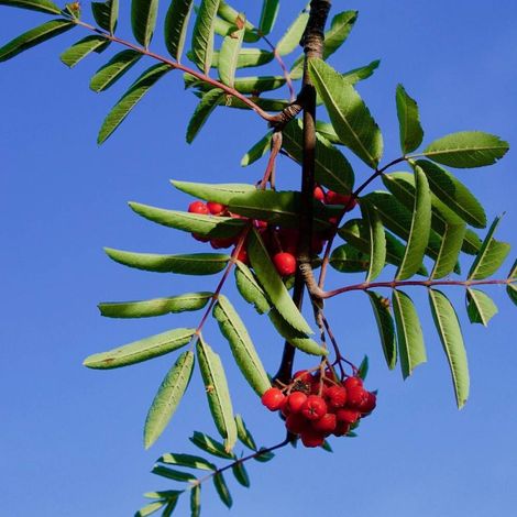Sorbier des oiseleurs, Sorbus/Pot de 35L - Tige 8/10 - 175/200 cm