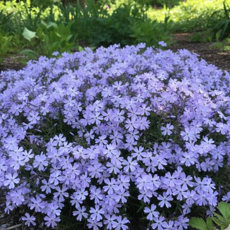 Phlox nain Blue Ribbons®, Phlox mousse/Lot de 3 godets