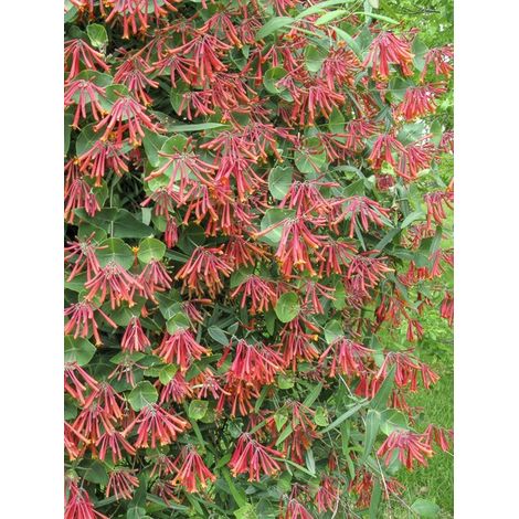Chèvrefeuille 'Cedar Lane' Pot de 1,5L/2L (1/4)