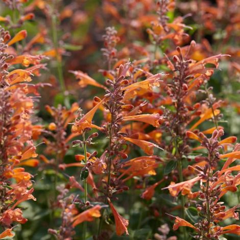 4 x Agastache hybrida 'Tangerine Dream' - godet 9x9 cm