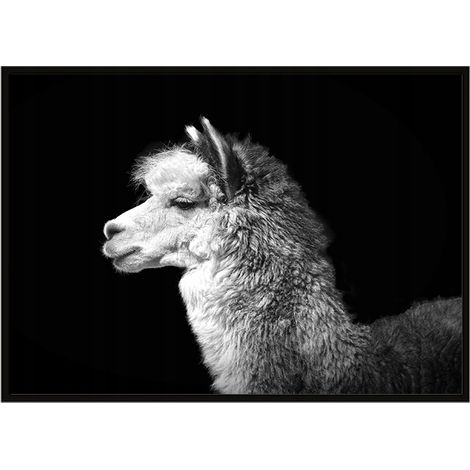 Póster con marco 53x73 cm Alpaca P1063 (1/3)