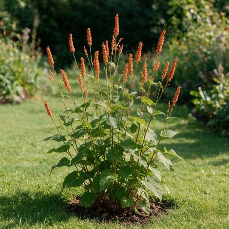 Persicaire amplexicaulis Orange Field 20cm Godet 9cm - Persicaria (1/4)