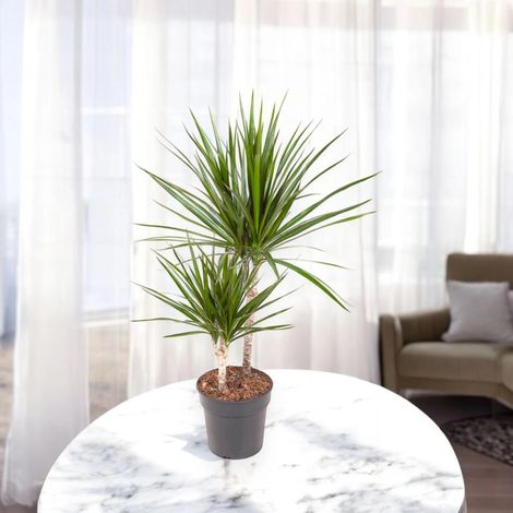 Gardenaria Dracaena fragrans marginata - Pianta da interno ornamentale - Altezza: 130/140 cm (vaso 22) (1/5)