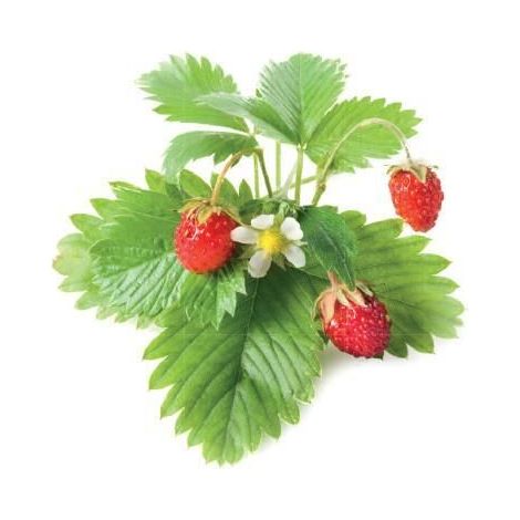 Recharge triple de Fraises des bois pour Smart Garden - Click and Grow (1/2)