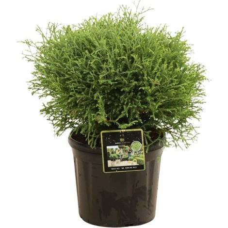 Thuya occidental Mr Bowling Ball - Thuja occidentalis Mr Bowling Ball 30/40cm Pot 8L (1/2)