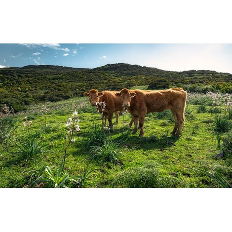Papier peint panoramique naturel Paradis des Vaches (1/4)