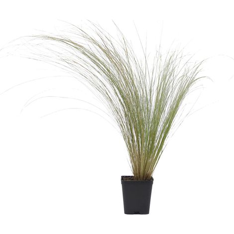 Stipa tenuissima - capelli d'angelo - vaso quadro 7x7x8 cm (1/2)
