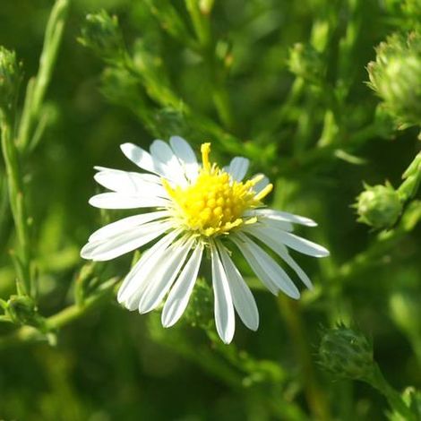 Aster d'automne datschii | Conditionnement: Lot de 3 godets