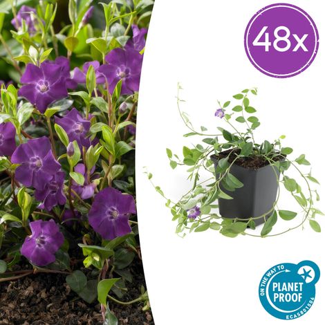 Lot de 48 Pervenches Vinca minor 'Atropurpurea' Couvre-sol à Fleurs Violettes Ø9cm 10-25cm - PANGIVO (1/5)