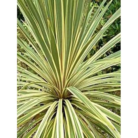 Cordyline 'Torbay Dazzler' Pot de 4L/5L